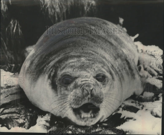 1951, Young Sea Elephant Cape Town, Africa - mjc16416 - Historic Images