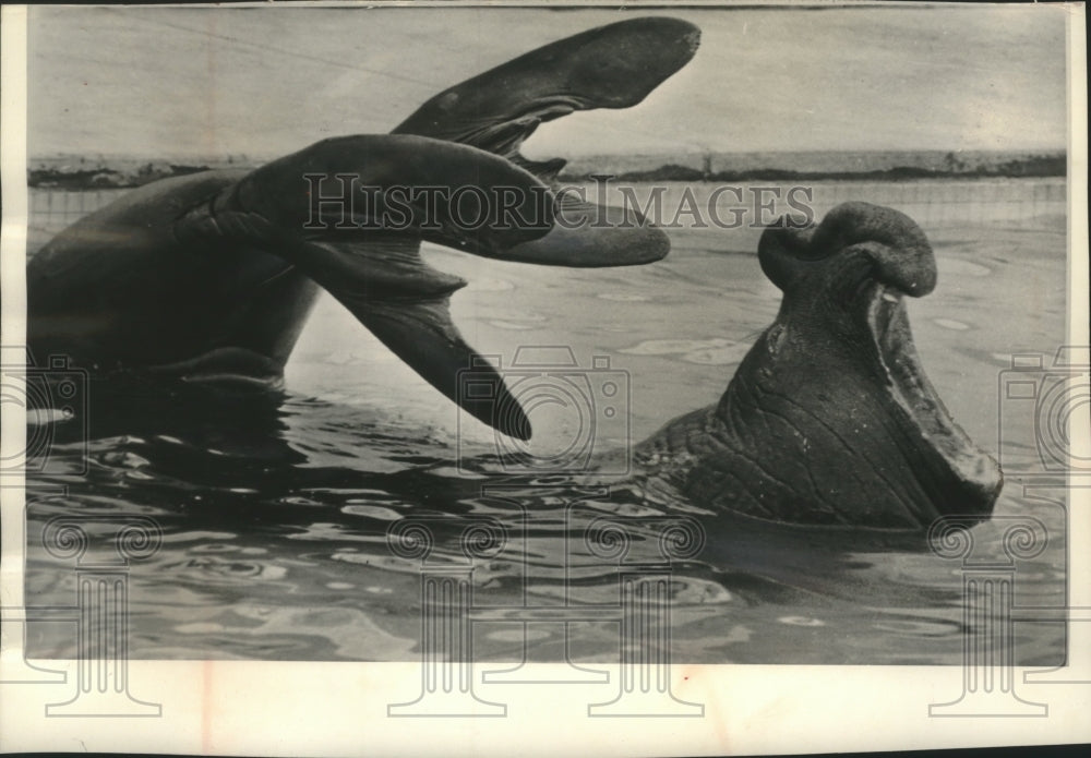 1965 Press Photo Goliath, a Elephant seal at Philadelphia Zoo - mjc16417 - Historic Images