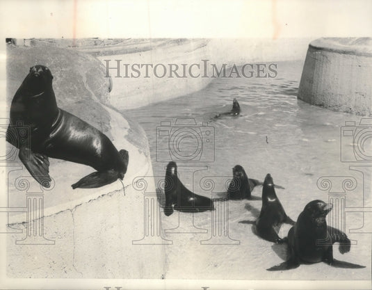 1957 Press Photo Sea Lions slowing drying out-Bronx Zoo Pool Draining - Historic Images