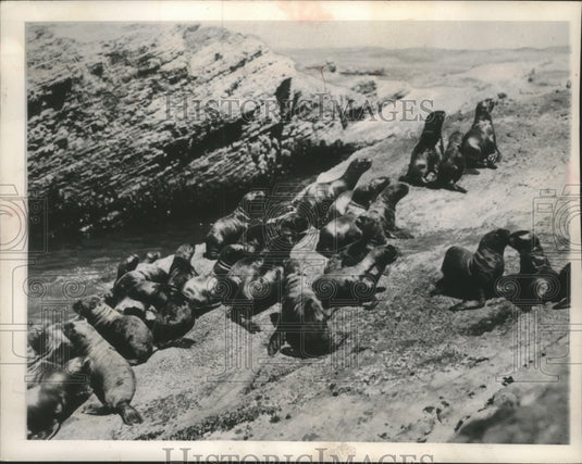 1981 Sea lions & seals enjoy healthy life on shore near Santa Cruz - Historic Images