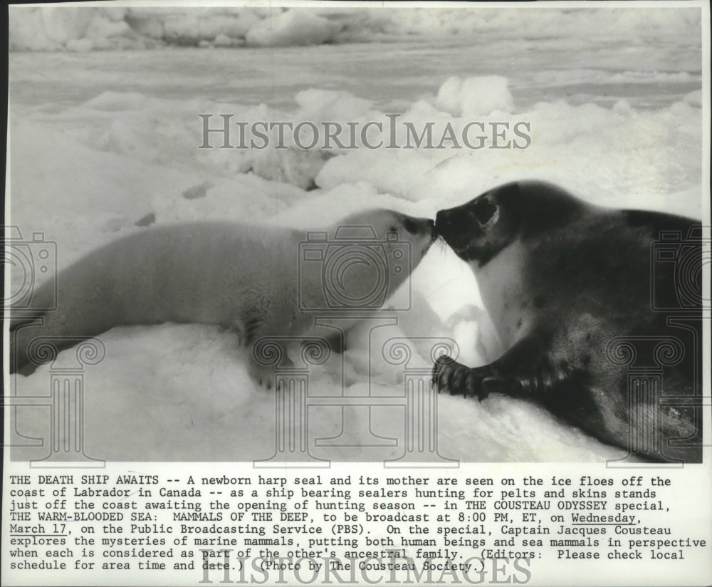 1982, A baby harp seal &amp; its mother off the coast of Labrador, Canada - Historic Images