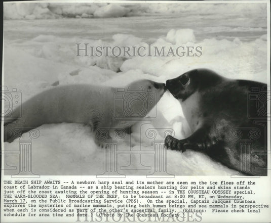 1982, A baby harp seal & its mother off the coast of Labrador, Canada - Historic Images