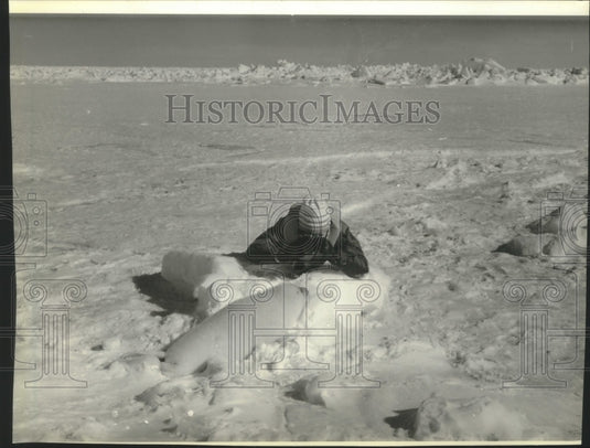 1987, Tourist gets close to a baby seal in the Gulf of St. Lawrence - Historic Images