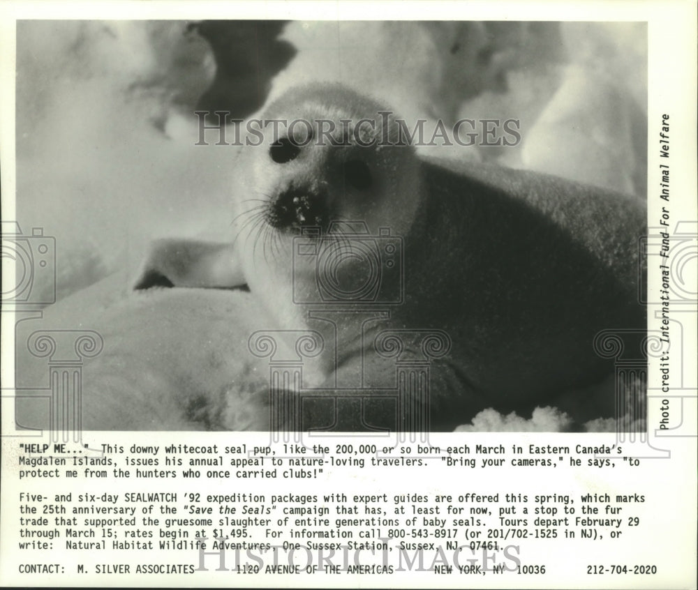 1992, A whitecoat seal pup born in Eastern Canada&#39;s Magdalen Island - Historic Images