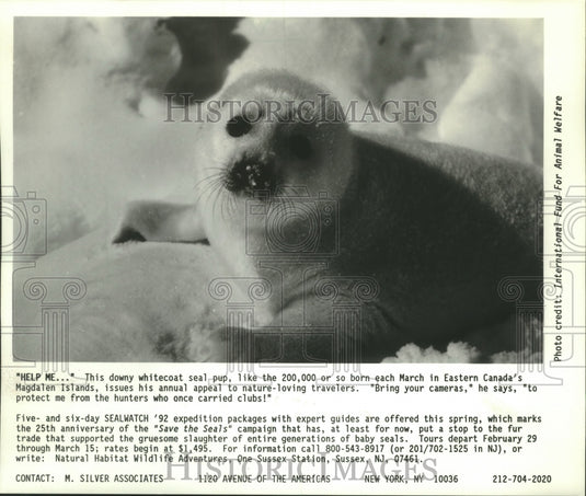 1992, A whitecoat seal pup born in Eastern Canada's Magdalen Island - Historic Images