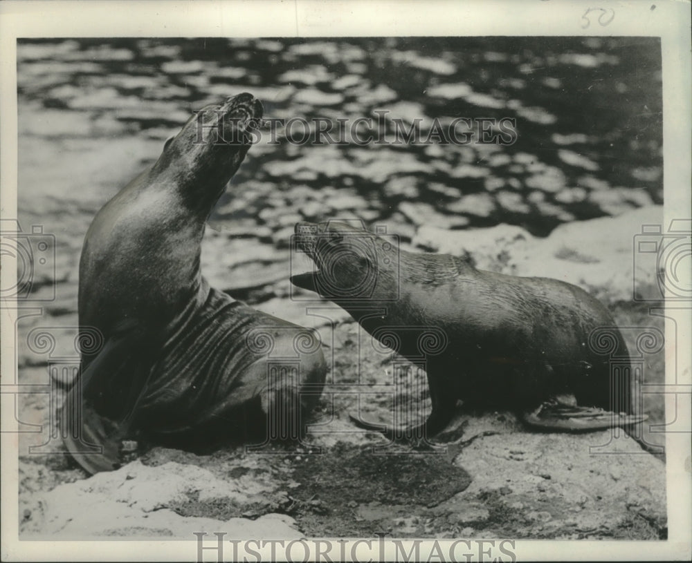 1952 Press Photo Sea lions engage in an argument at the London Zoo - mjc16430-Historic Images
