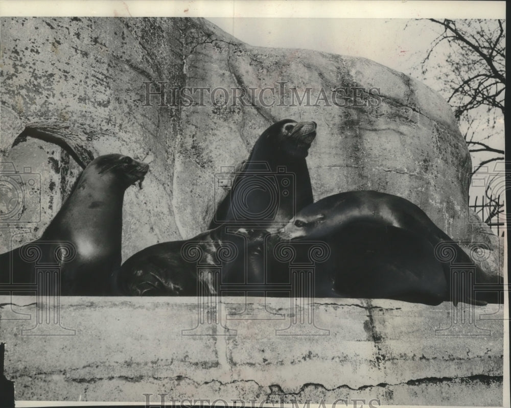 1954 Press Photo In the sun, Flip the sea lion nuzzles among other sea lions-Historic Images