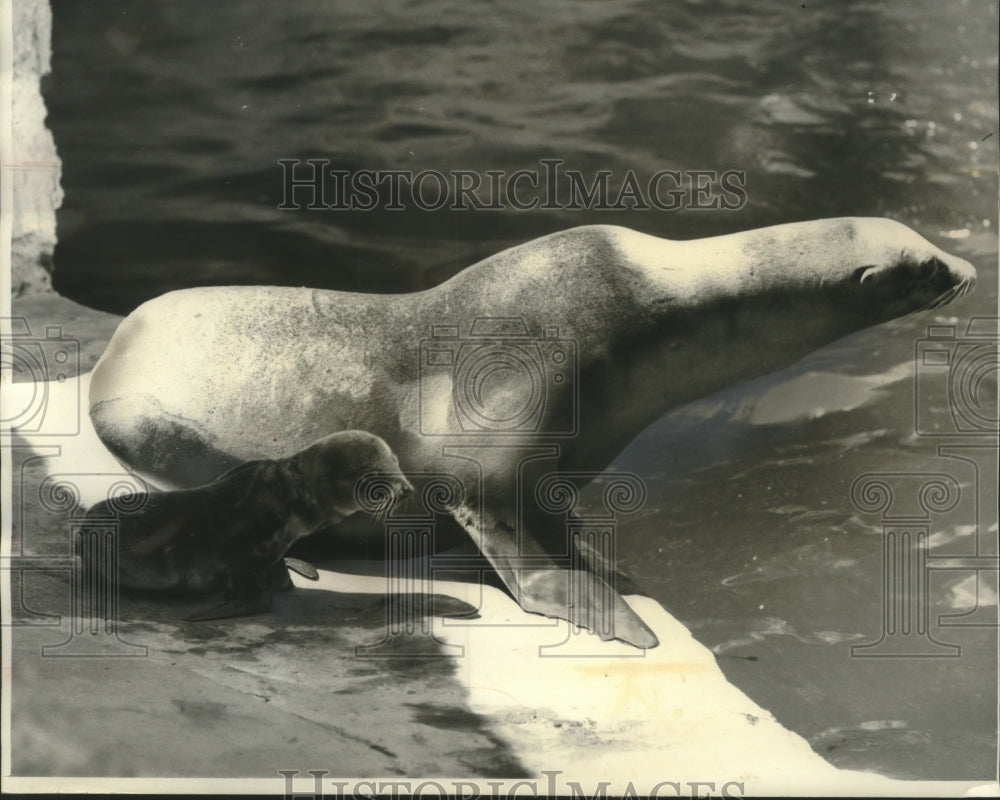 1963 Press Photo A mama seal and her newborn daughter in the Rome Zoo pen - Historic Images