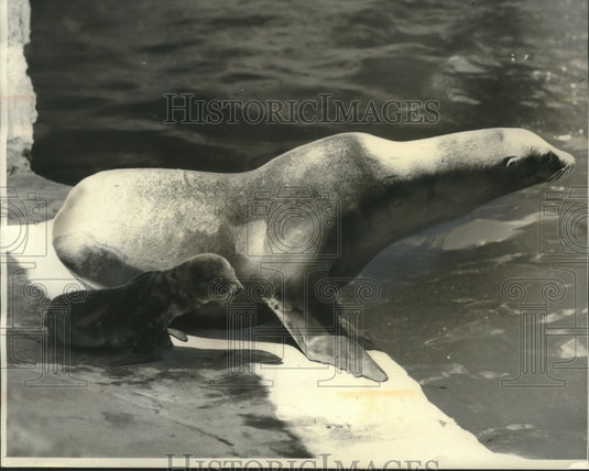 1963 Press Photo A mama seal and her newborn daughter in the Rome Zoo pen - Historic Images