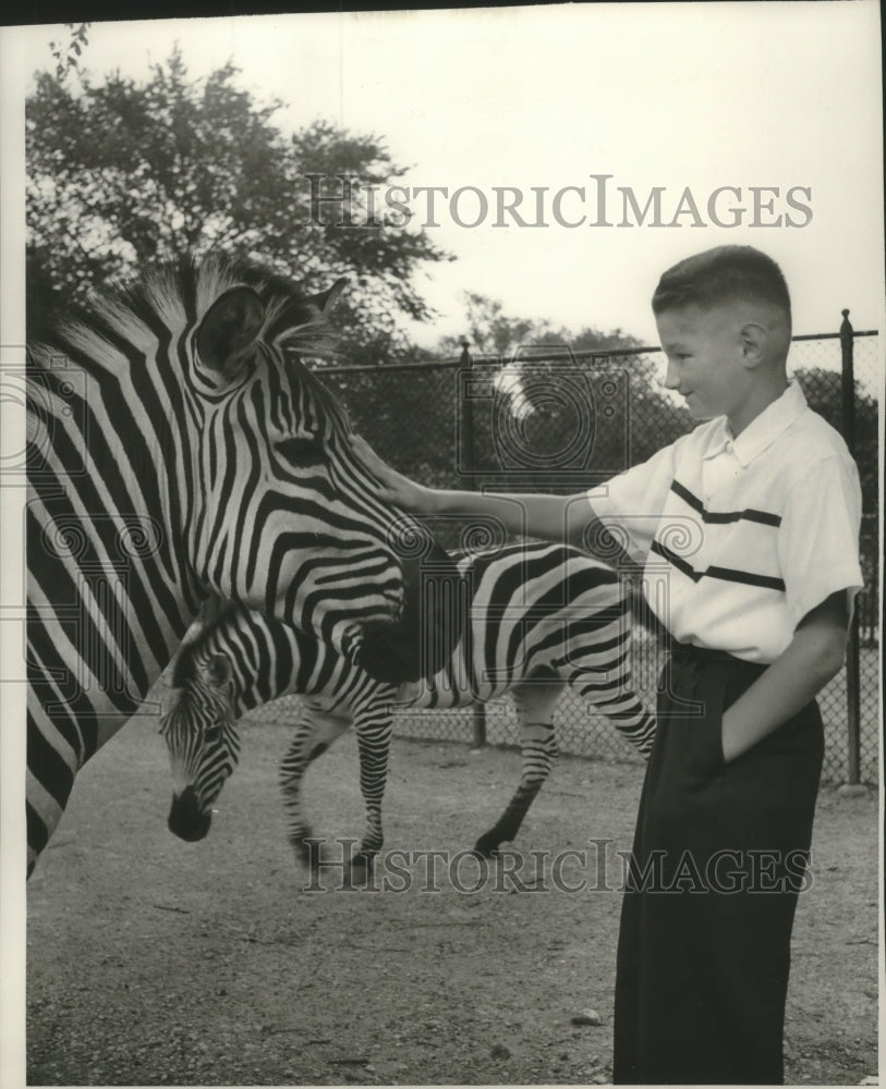 1955 Press Photo George Speidel, Jr. Petting a zebra - mjc16733-Historic Images