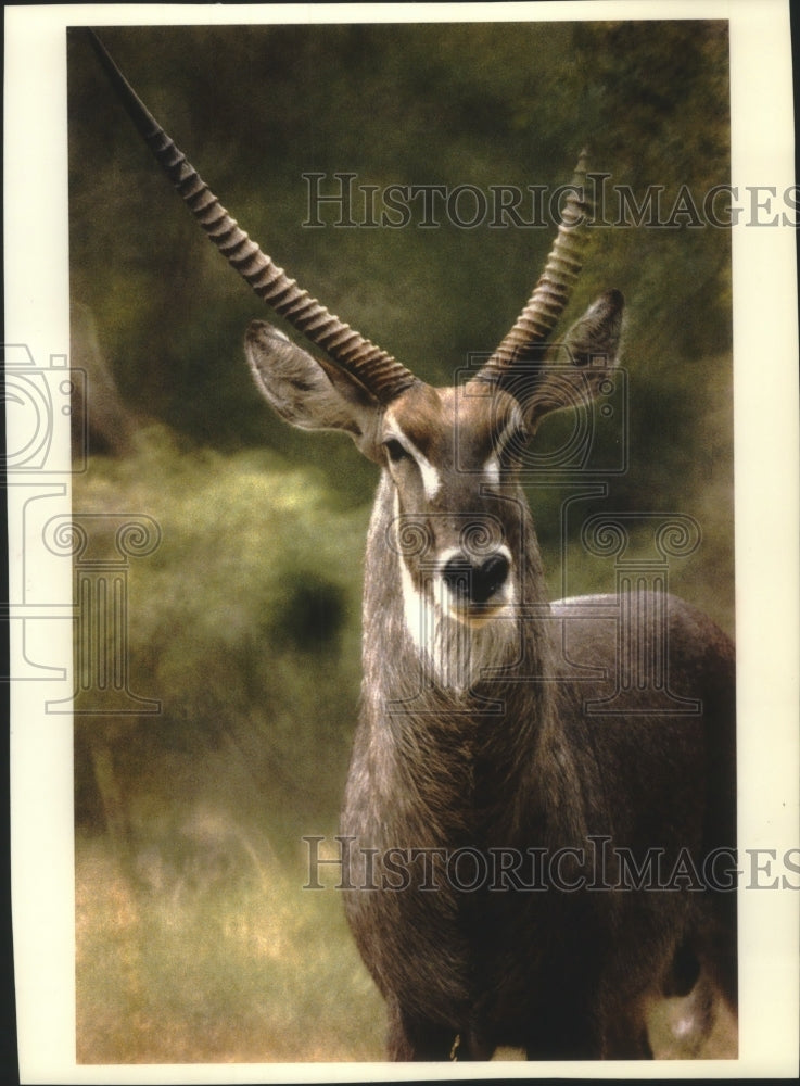 1993 A waterbuck freezes momentarily-South Africa - Historic Images