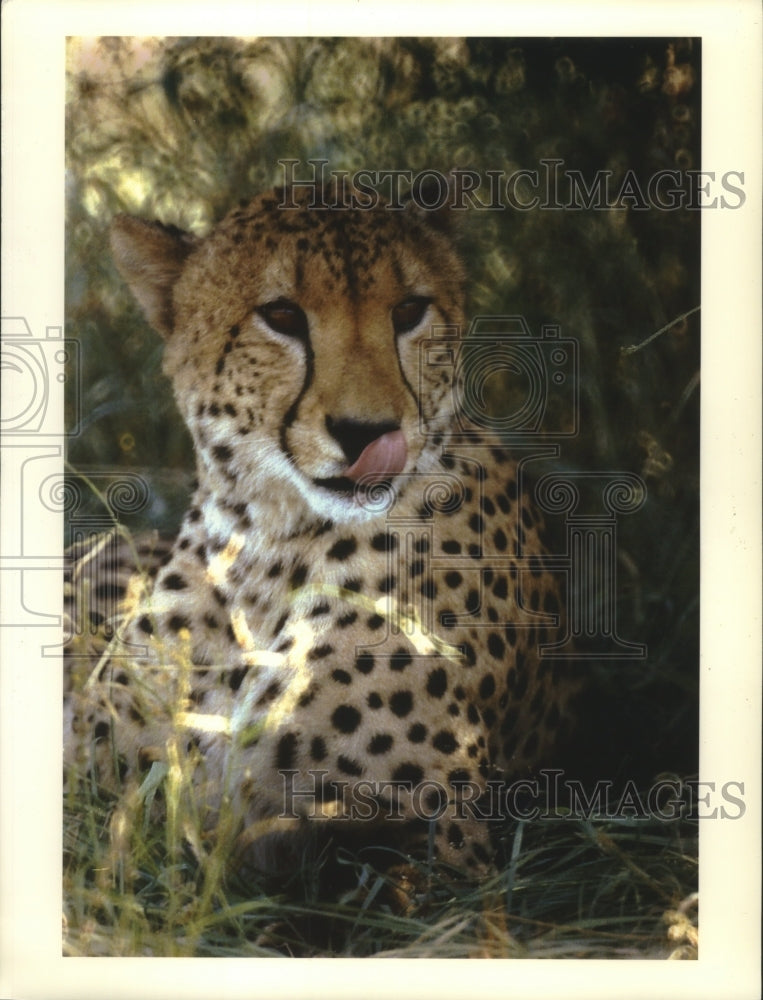 1993, Cheetah rests in the shade, Mala Mala game reserve S. Africa - Historic Images