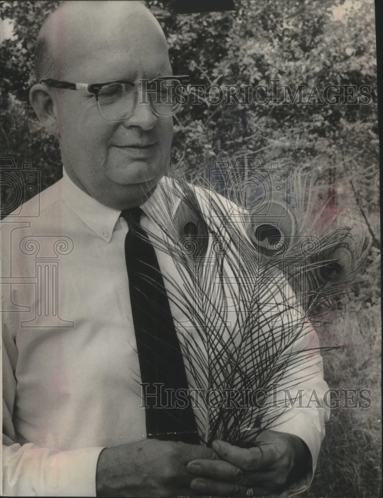 1964, Zoo Director George Speidel held tail feathers from peacock - Historic Images