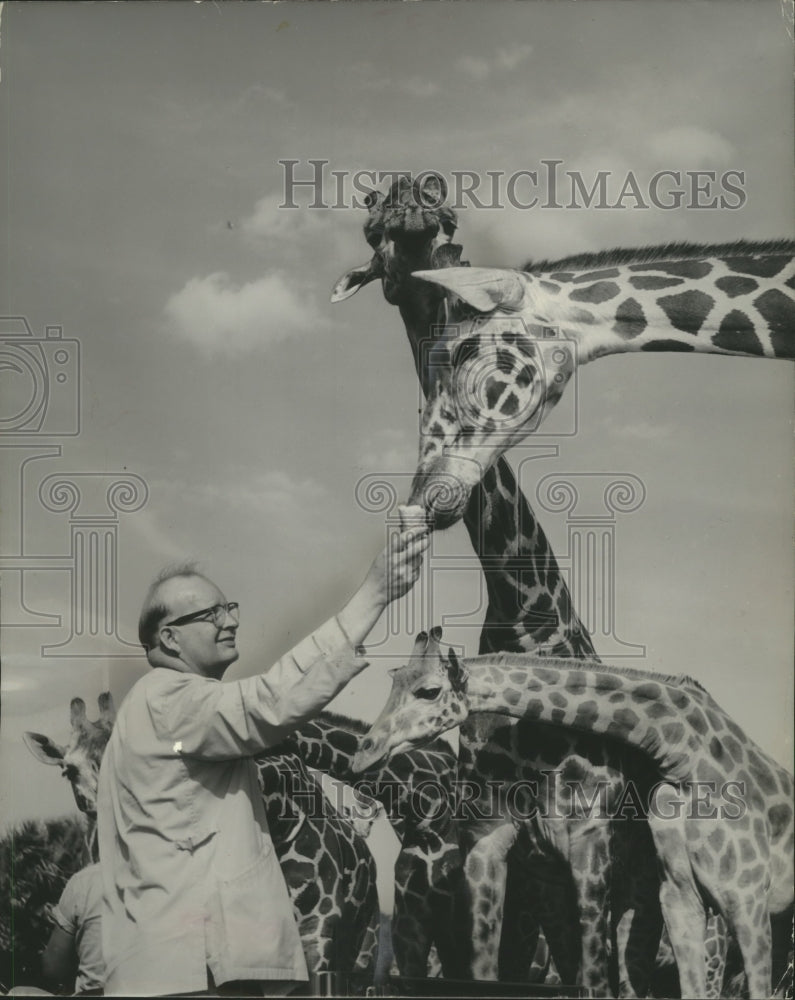 1980 Press Photo George Speidel of Milwaukee Zoo feeding giraffe, Florida - Historic Images