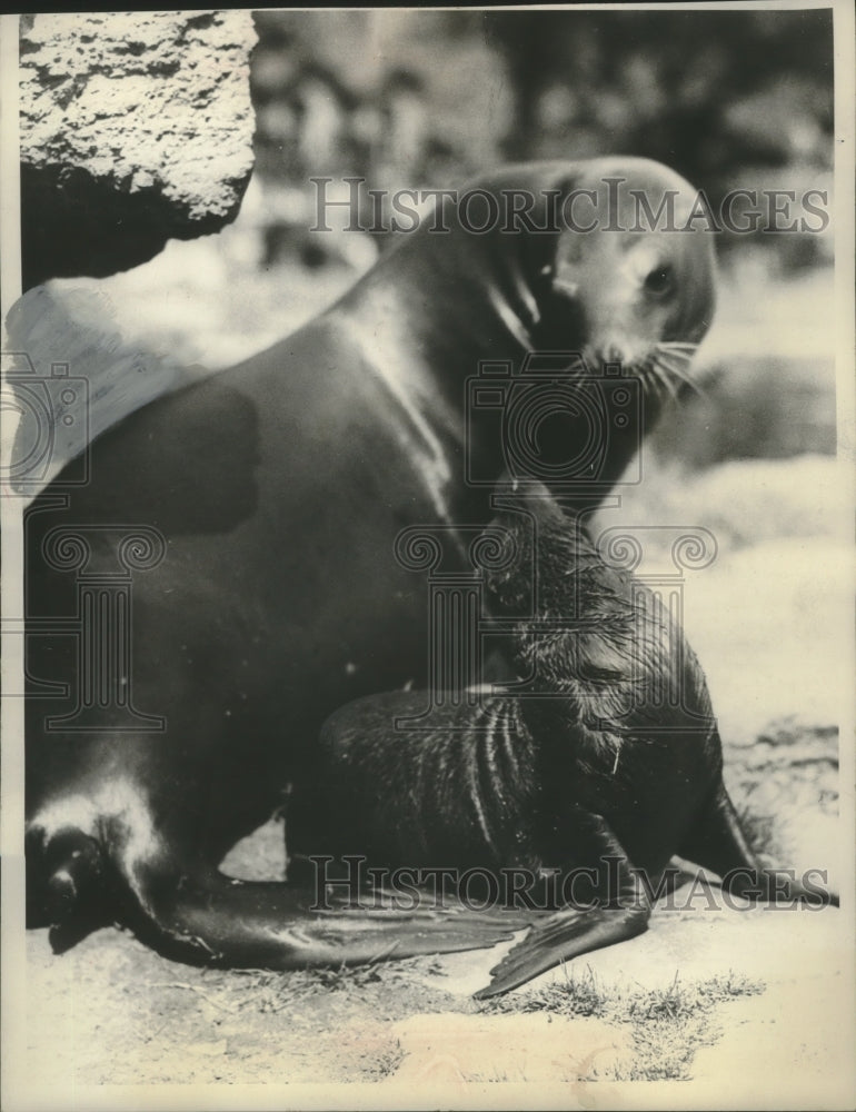 1952 Press Photo Female sea lion &amp; pup in an English Zoo - mjc17041 - Historic Images