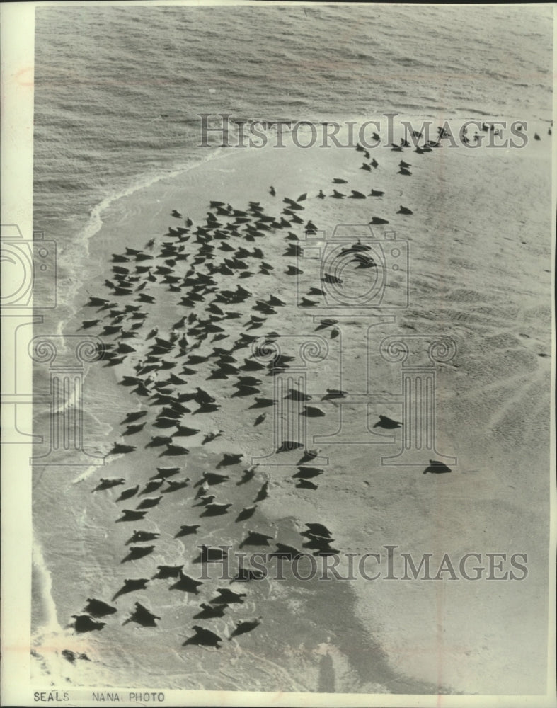 1966, Herd of seals off the coast of Denmark - mjc17042 - Historic Images