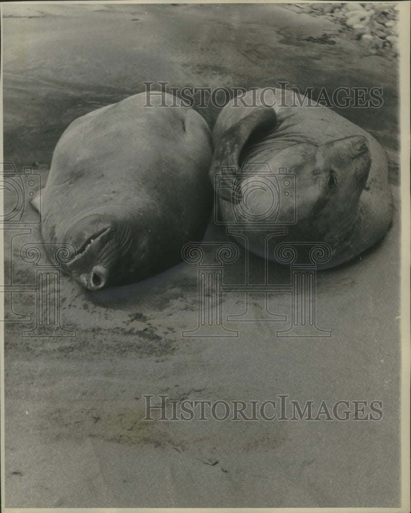 1957, Sleepy Seals napping on Gough island.1,000 miles from Cape Town - Historic Images