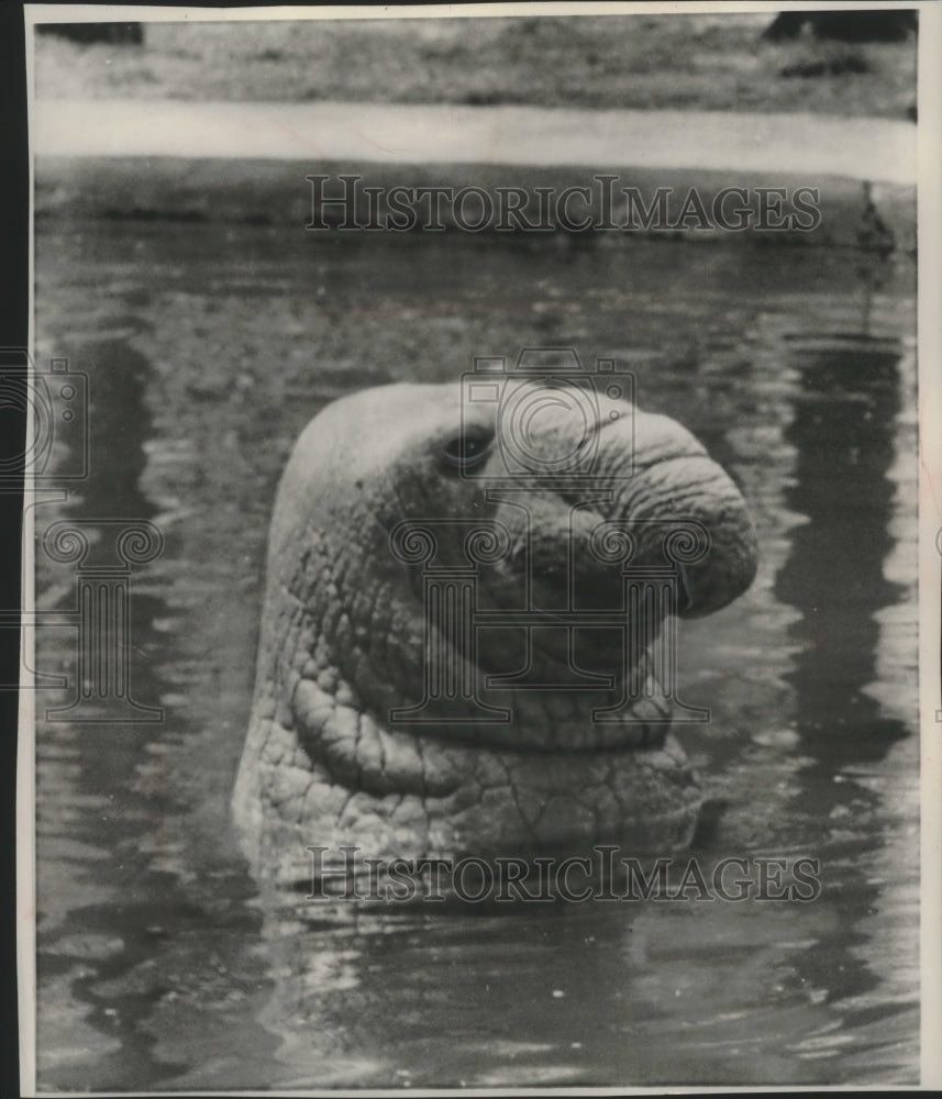 1958 Press Photo Oddly Elegant elephant seal in water looking around.-Historic Images