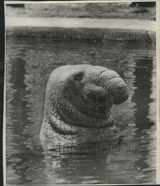 1958 Press Photo Oddly Elegant elephant seal in water looking around.-Historic Images