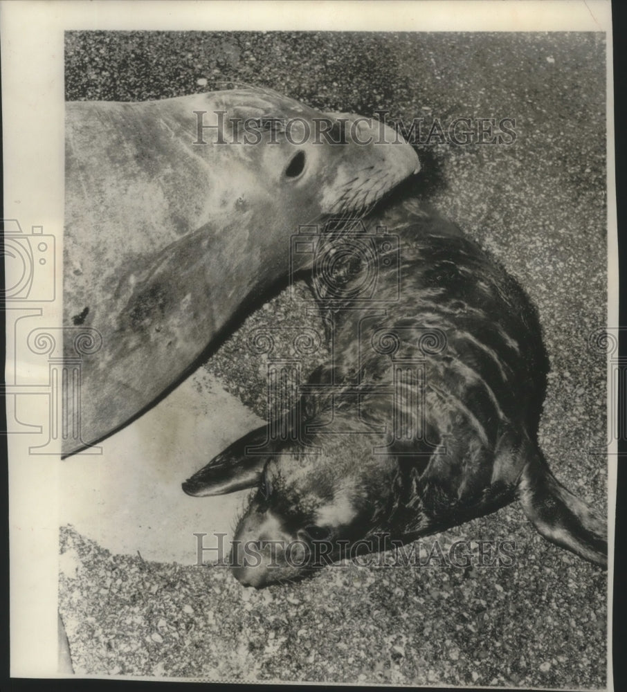 1955, Elephant seal from the Galapagos islands with her baby - Historic Images