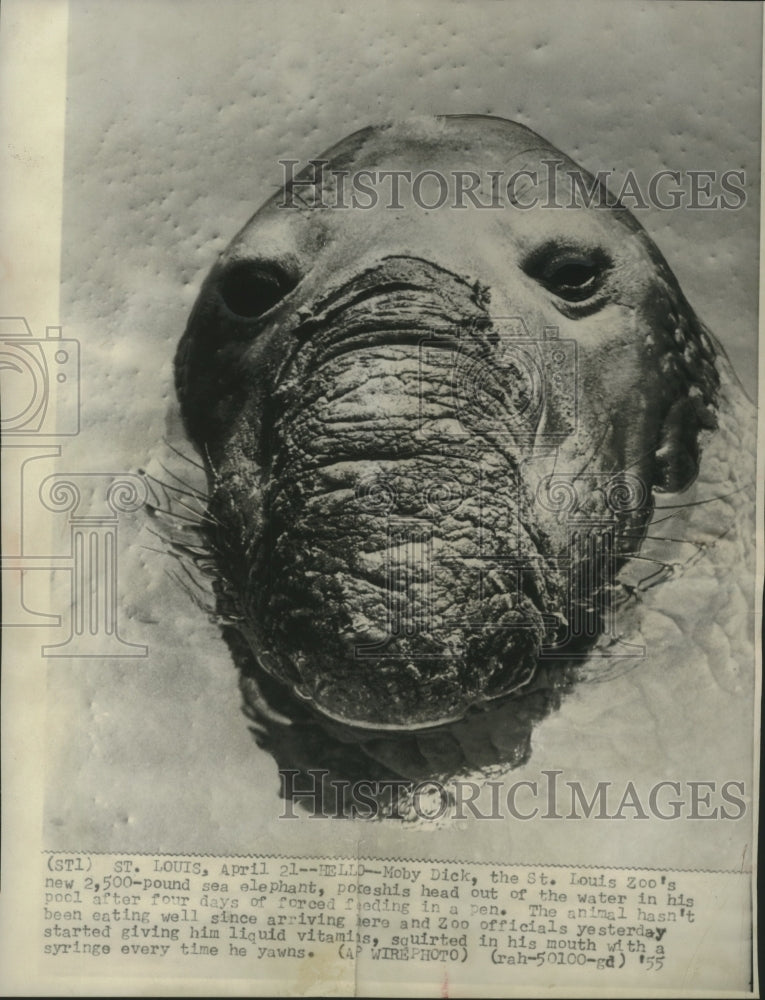 1955 Press Photo Moby Dick sea elephant at Zoo looks out of water, St. Louis.-Historic Images