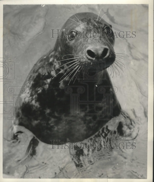 1963 Press Photo Sea lion observing people from water at Zoo, London. - Historic Images