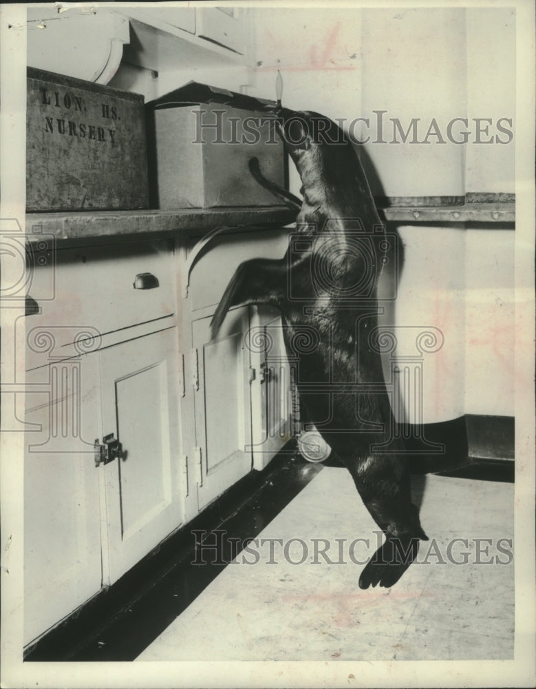 1954, Sea Lion named flip investigates the zoo hospital - mjc17048 - Historic Images
