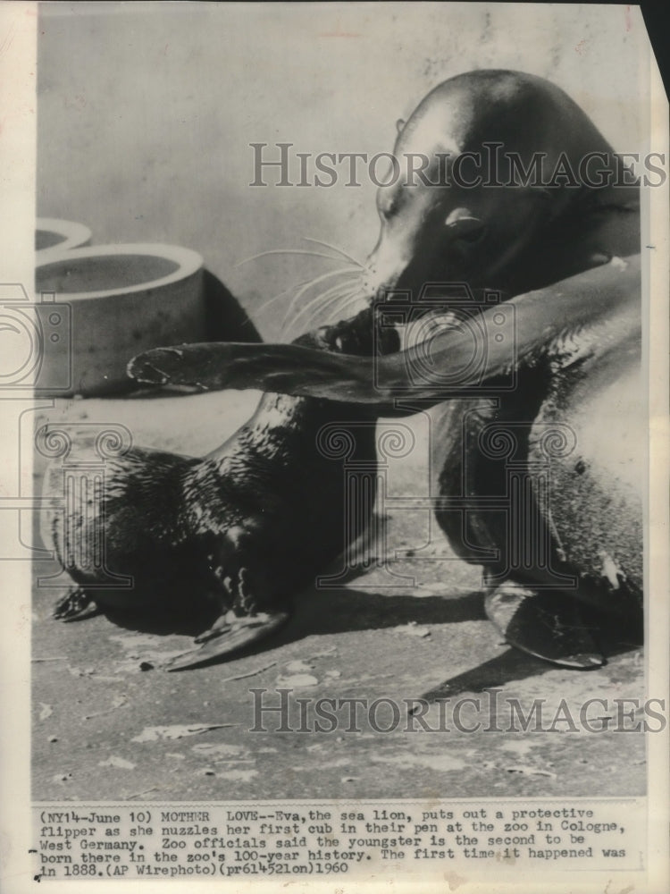 1960, Eva the sea lion nuzzles her cub in a Cologne zoo in Germany - Historic Images