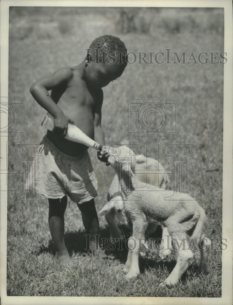 1962, A young boy feeds lambs with a bottle in South Africa - Historic Images