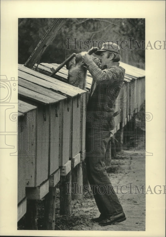 1984 Don Schendel put a fox back in its cage - Historic Images