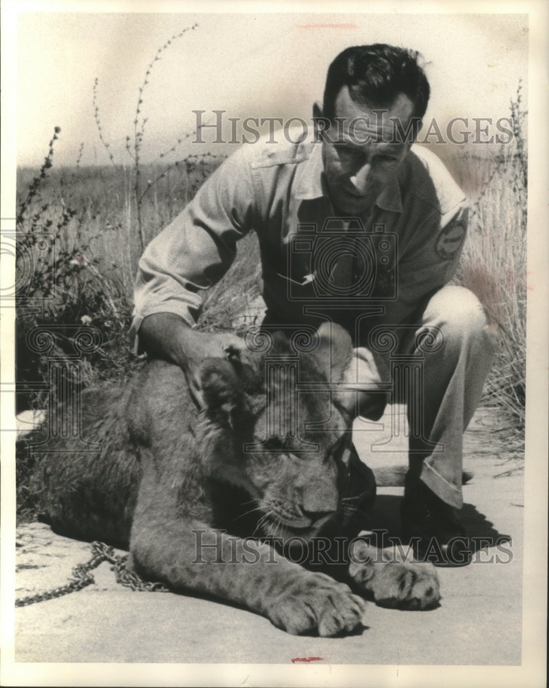 1962, Al San Filippo massages the ears of a lion - mjc17271 - Historic Images