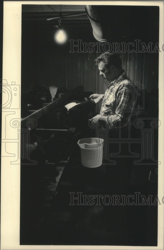 1986, Michael Schertz, suspended Iola Police chief feeds cows - Historic Images