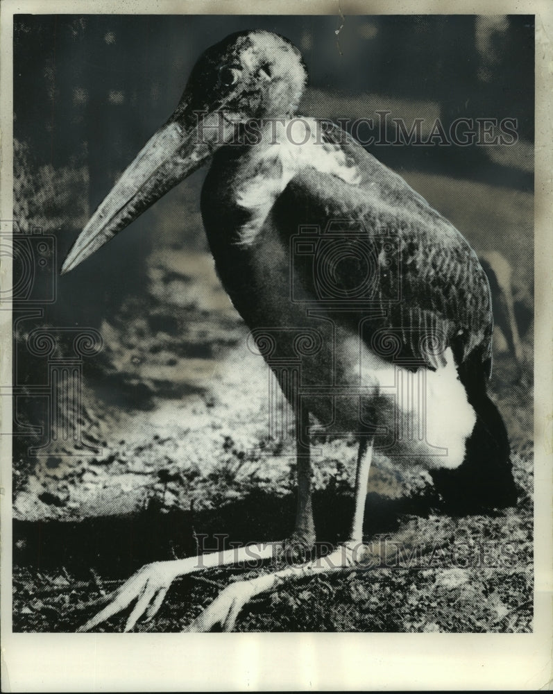 1964, Marabou Stork - mjc17358 - Historic Images