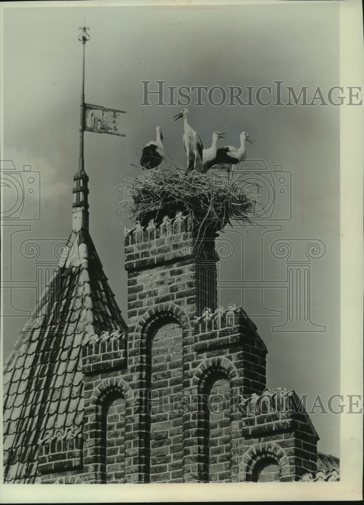 Press Photo Storks in a nest on top of a building - mjc17361 - Historic Images