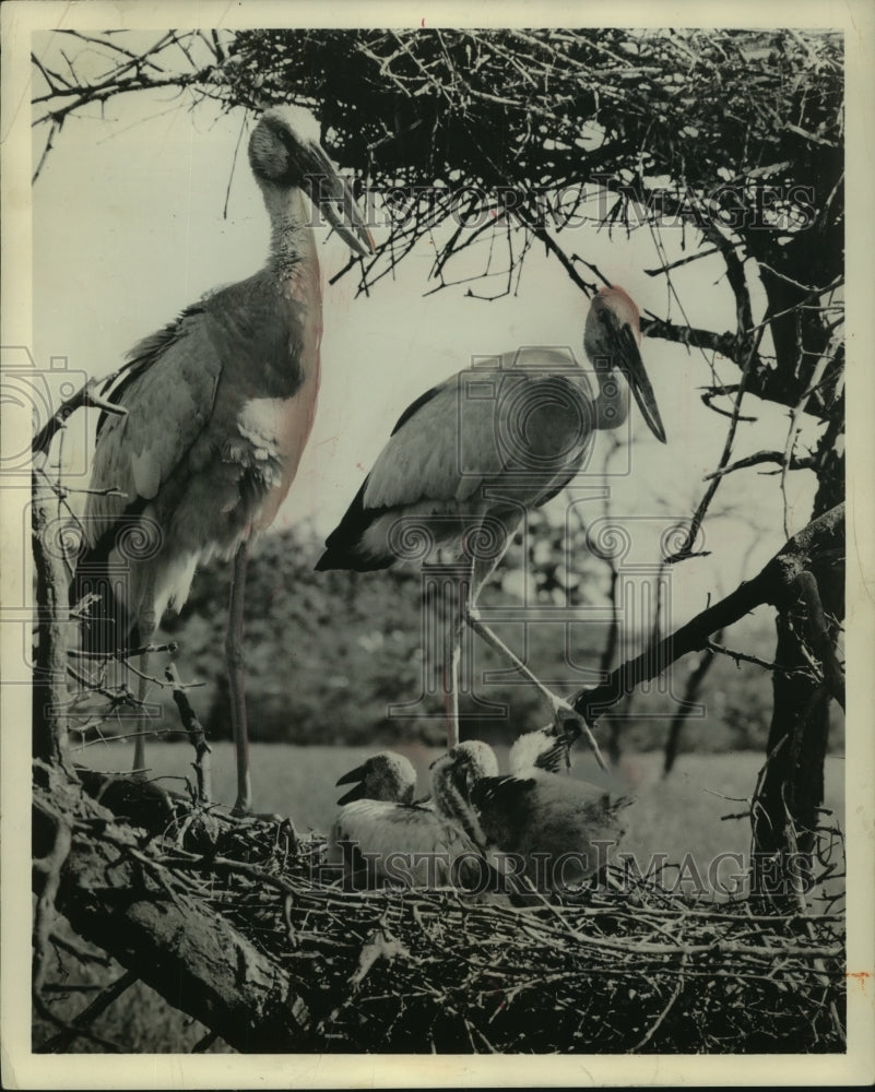 1960 Press Photo Storks in the nest overseen by elders - mjc17362 - Historic Images