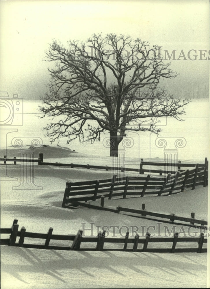 1979, Oak tree over a fence winding through the snow, Baraboo, WI - Historic Images