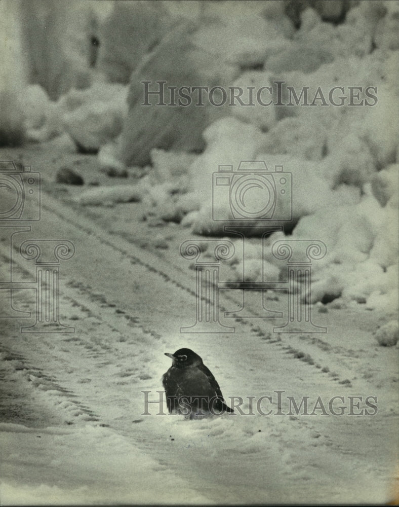 1983 Press Photo Robin huddles in the snow, Milwaukee, Wisconsin - mjc17540 - Historic Images