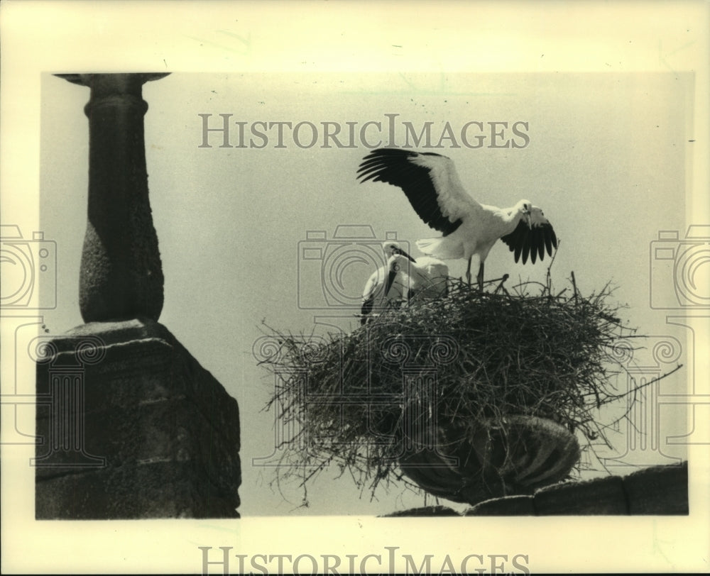 1984, Storks in nest on building in Caceres, Spain - mjc17987 - Historic Images