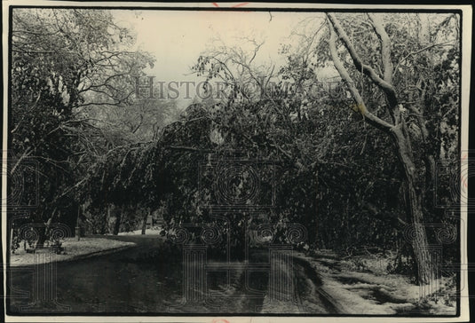 1990 Snow fell many trees in Waukesha County's town Summit - Historic Images