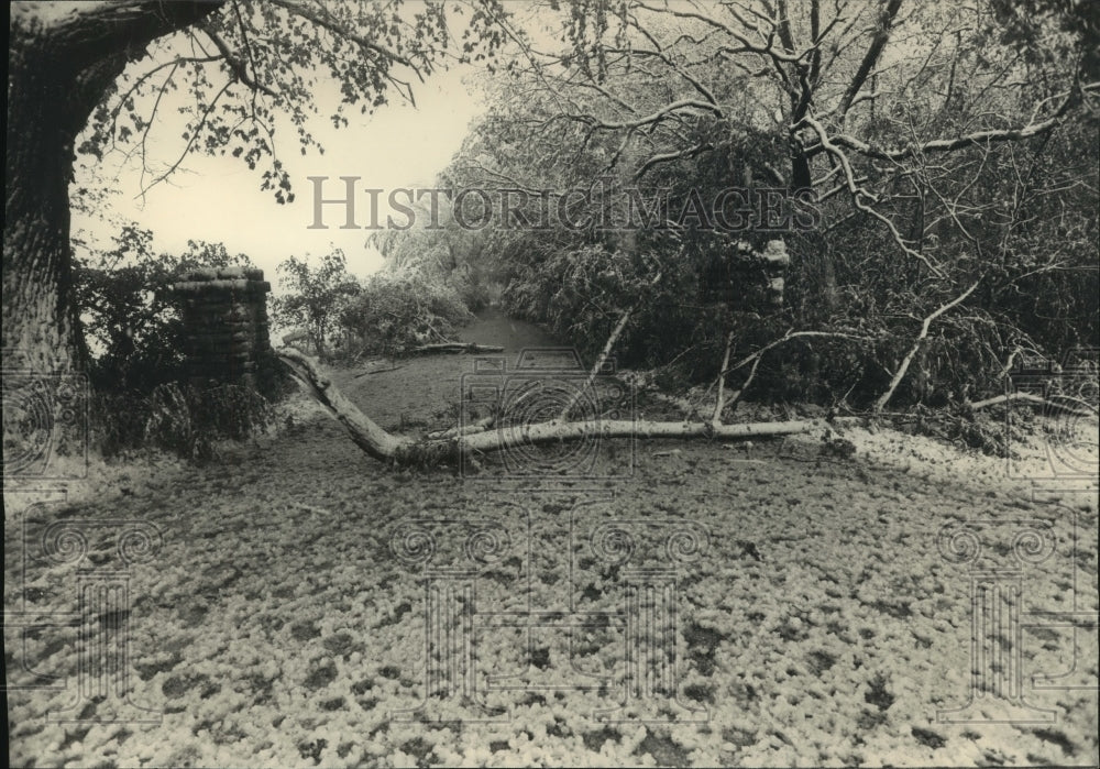 1990, Snowstorm fell a branch in the Milwaukee area - mjc18162 - Historic Images