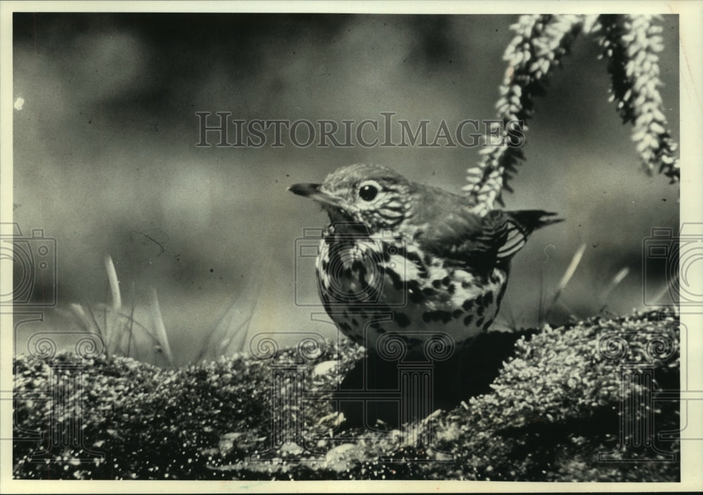 1991 Wood Thrush, a bird facing threats  to seasonal habitats - Historic Images