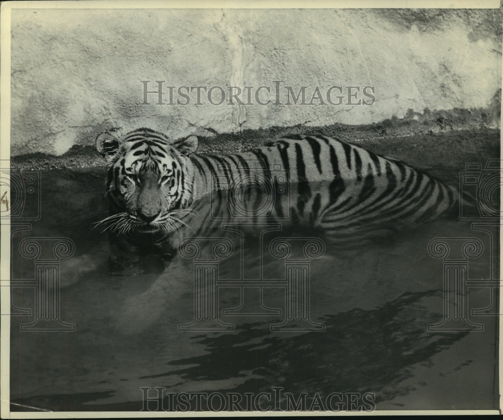 1944 Press Photo Tiger laying in water. Milwaukee, Wisconsin - mjc18426 - Historic Images