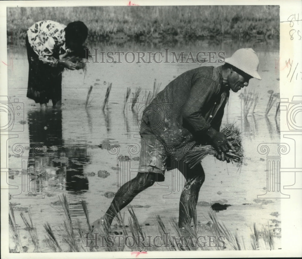 1976 Press Photo Workers transplant shoots in the rice paddies of Thailand - Historic Images