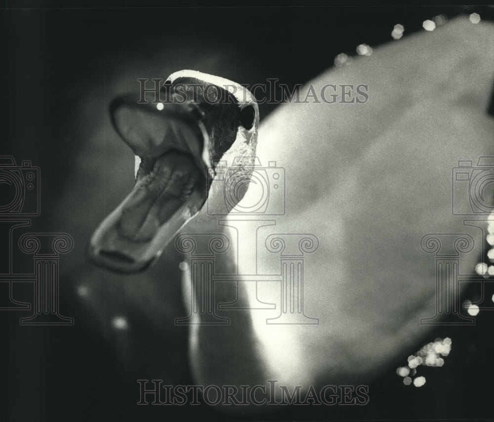 1991, A trumpeter swan challenges an intruder in Waukesha, Wisconsin - Historic Images