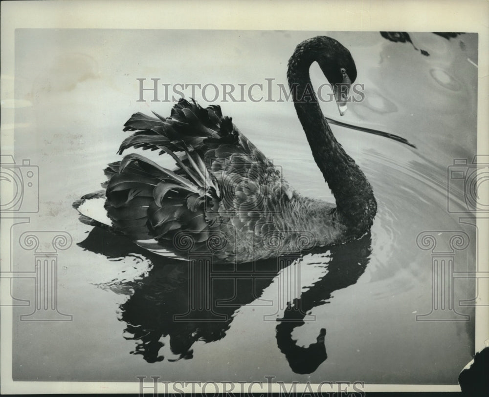 1962, A black swan appears &quot;at home&quot; reflecting in Naples, Florida. - Historic Images