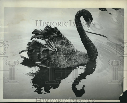1962, A black swan appears "at home" reflecting in Naples, Florida. - Historic Images
