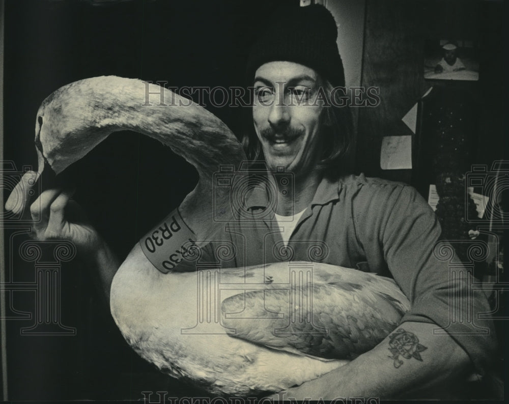 1985, Lynn Schessler holding a wild swan that was captured and weak. - Historic Images
