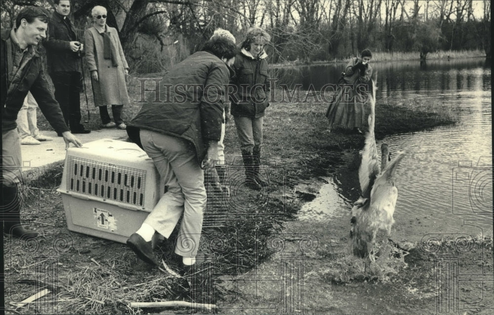 1988 Press Photo Ed Diebold of Milwaukee County Zoo set free a trumpeter swan - Historic Images