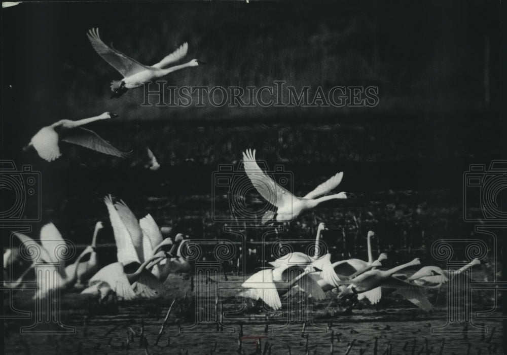 1976 Press Photo Graceful flock of whistling swans was spotted east of Baraboo - Historic Images