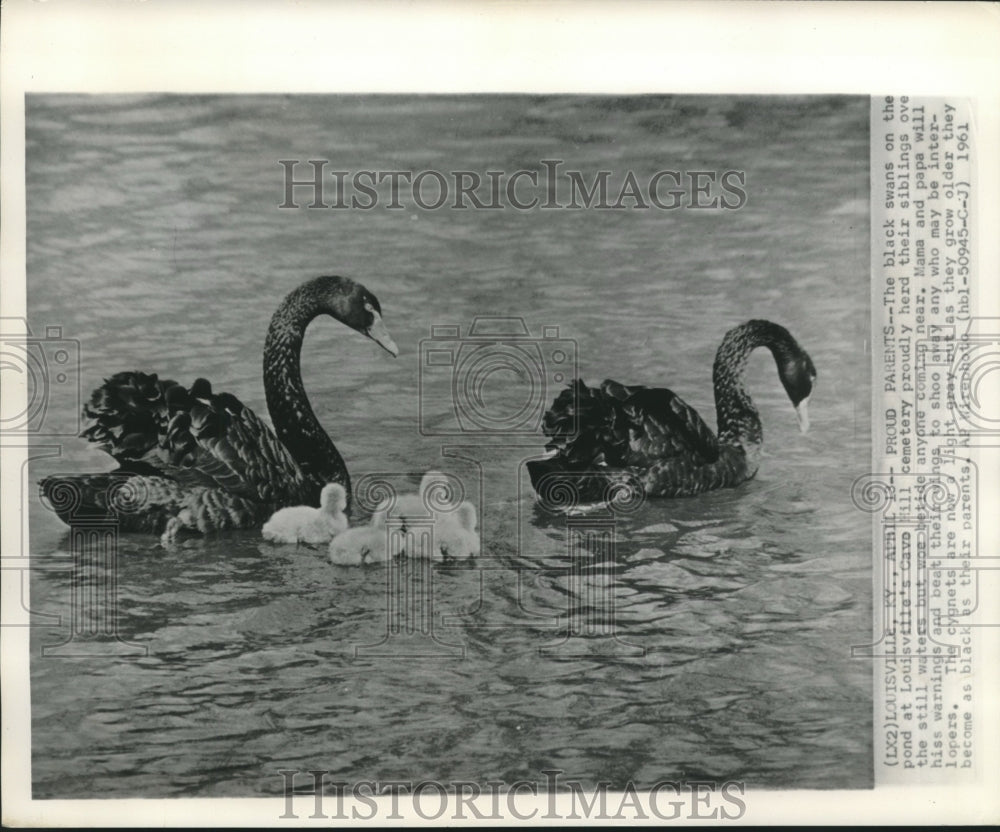 1961 Press Photo Proud black Swan parents of three baby cygnets, Kentucky. - Historic Images